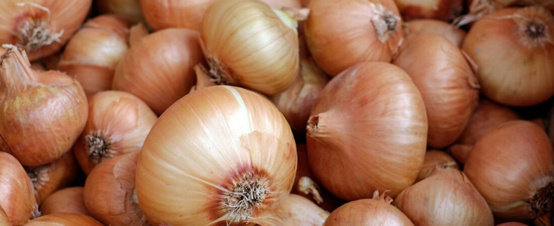 Guia Completo: Como plantar Cebola