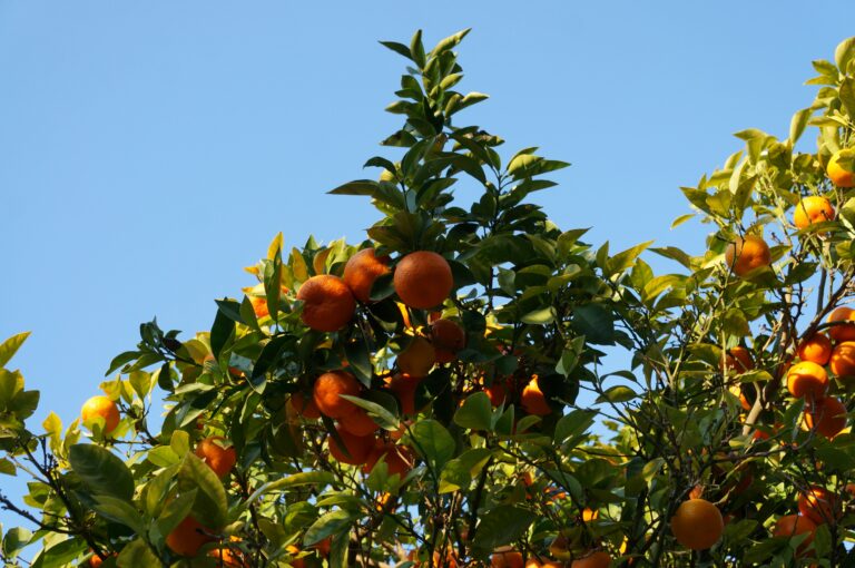 Alternativas Naturais para Substituir Agrotóxicos
