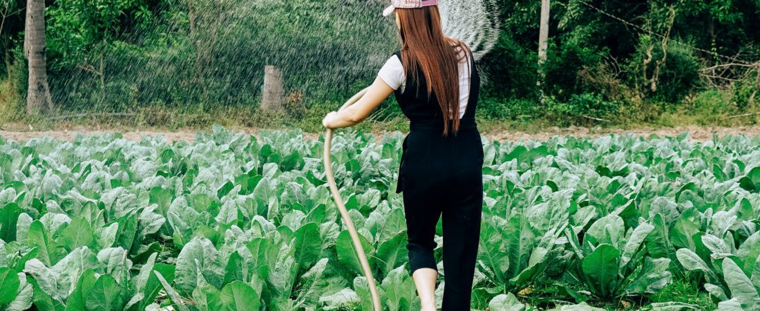 Como Fazer a Irrigação de Hortas e Pequenas Plantações: Tecnologias e Métodos Simples