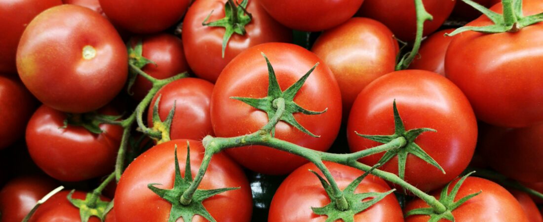Como Plantar Tomate: Guia completo