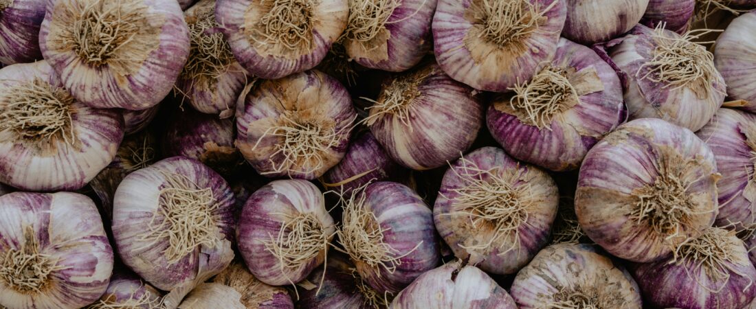 Como Plantar Alho: Guia Completo para Cultivar em Casa ou na Horta