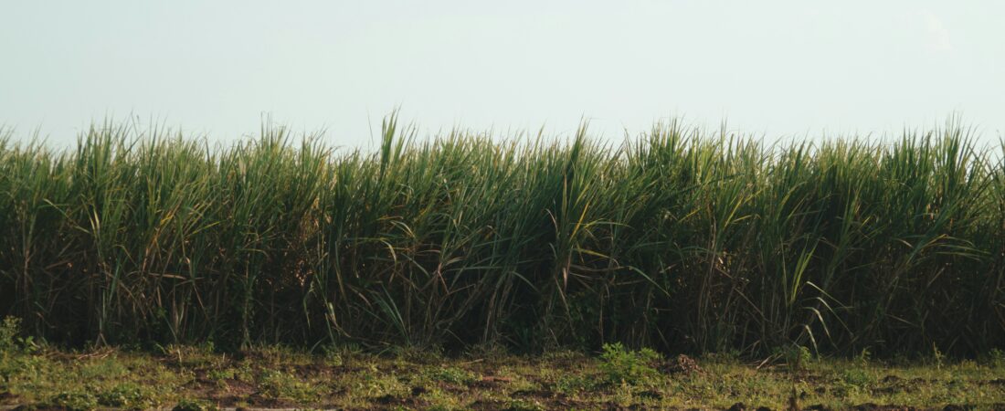 Guia Completo para o Plantio de Cana-de-Açúcar: Do Solo à Colheita