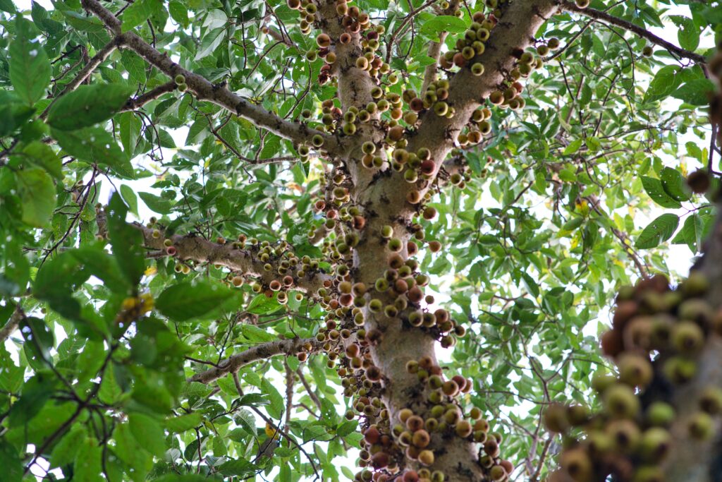fruta jaboticaba