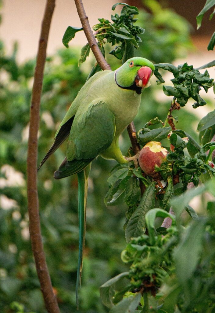 passaro em arvore frutifera