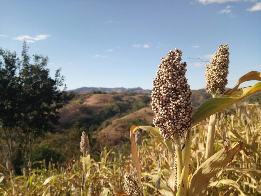 grão sorgo